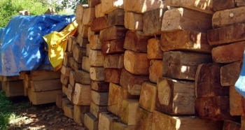 Đấu giá hơn 11.000m3 gỗ các loại tại tỉnh Kon Tum