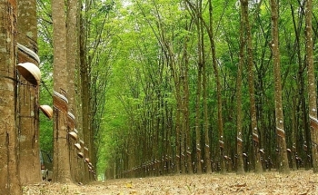 Đấu giá hơn 396.000 ha cây cao su thanh lý tại tỉnh Bình Dương