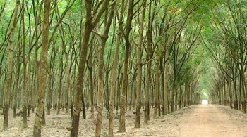 Đấu giá 47,48 ha cây cao su thanh lý tại tỉnh Bình Phước