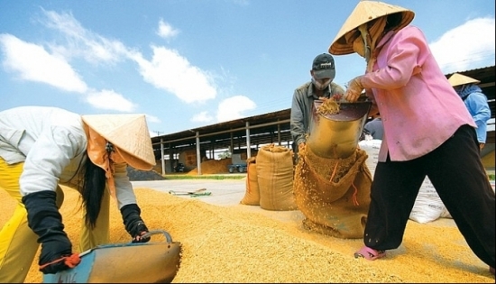 Cập nhật giá gạo chiều ngày 7/12: Sức thu mua mạnh đẩy giá gạo lên cao