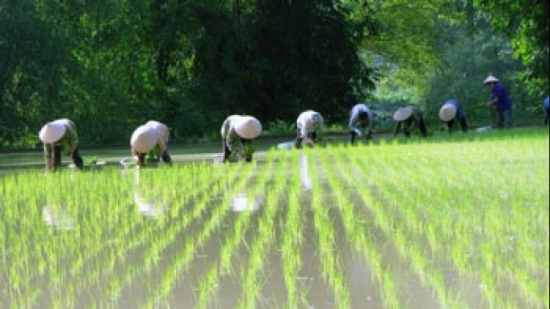 Cập nhật giá gạo chiều ngày 22/12: Gạo trong nước tăng do sức mua ổn định