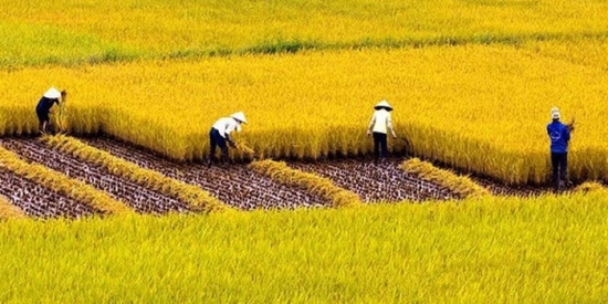 Giá gạo hôm nay 24/12: Thị trường trong nước tăng