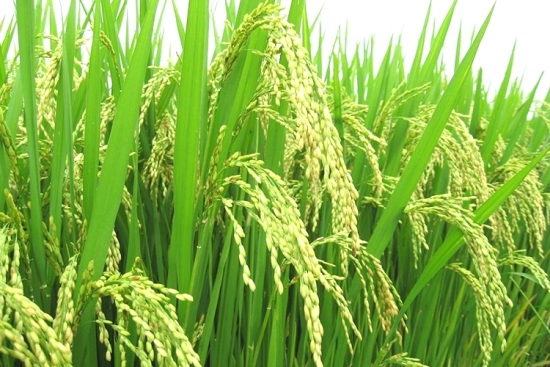 Giá gạo hôm nay 26/12: Gạo Việt xuất khẩu Thái Lan vươn lên dẫn đầu