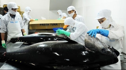 Xuất khẩu cá ngừ của Việt Nam sụt giảm sau hai tháng liên tiếp tăng trưởng
