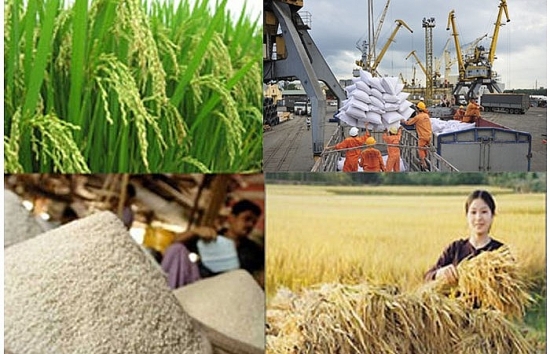 Năm 2020 Thanh Hóa xuất khẩu nông sản đạt trên 112 triệu USD