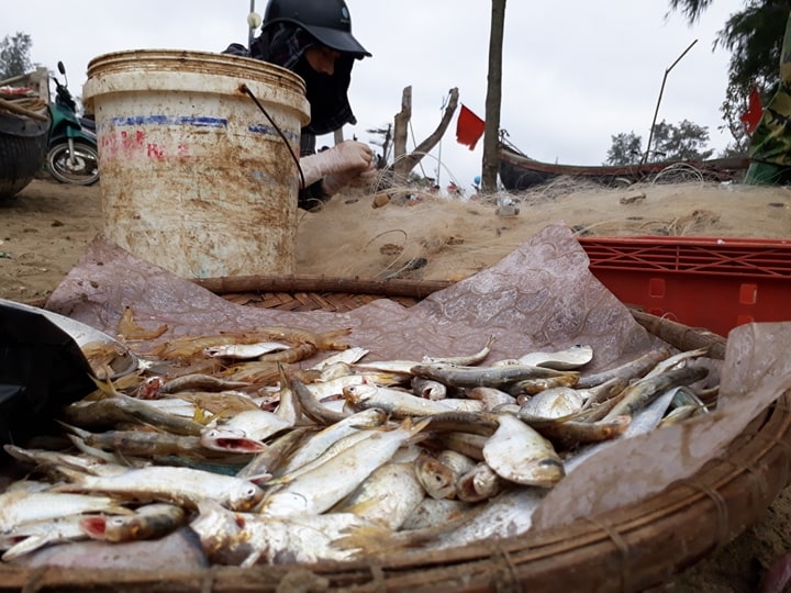 ngu dan sam son ron rang ra khoi san loc bien dau nam