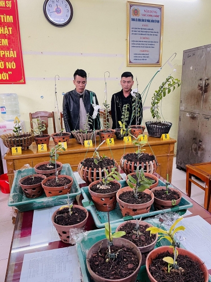 Hai đối tượng bị bắt vì trộm lan tiền tỷ tại Thanh Hóa