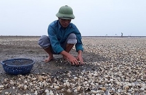 Thanh Hóa đã xác định nguyên nhân ban đầu ngao chết hàng loạt