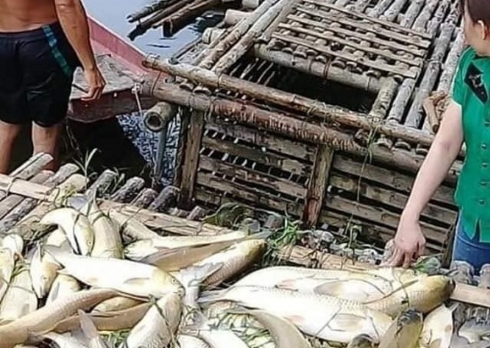 Thanh Hóa: Hàng chục tấn cá chết trên sông Mã, phát hiện hai doanh nghiệp xả thải trái phép