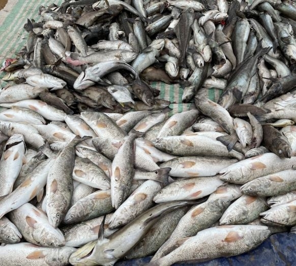Hàng chục tấn cá chết trên sông Mã đã tìm ra hai công ty xả thải