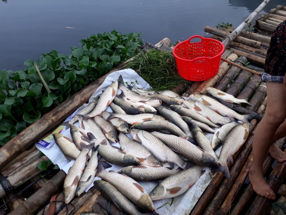 Thanh Hóa: Người dân khốn đốn vì cá lồng tiếp tục chết trắng trên sông Mã