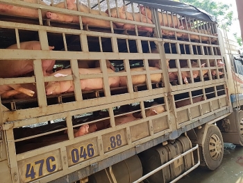 Tiêu hủy hơn 230 con lợn nhiễm dịch tả châu Phi đang trên đường đi tiêu thụ