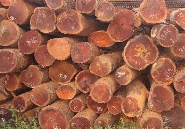 Thanh Hóa: Chuẩn bị đấu giá 2 lô gỗ Gụ lau và gỗ Trắc tịch thu sung công quỹ nhà nước