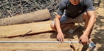 Đột nhập “công trường” khai thác gỗ trái phép ở Thanh Hóa
