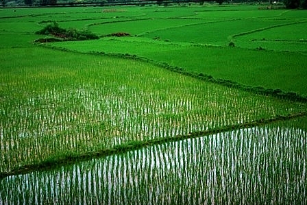 Thanh Hóa: Cho chuyển đất lúa sang xây dựng cụm công nghiệp Vĩnh Minh
