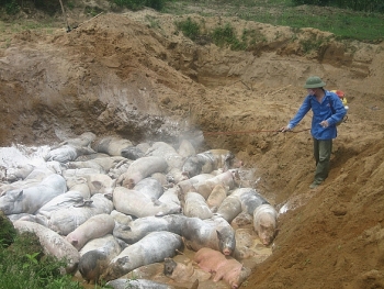 Tiêu hủy trên 11 ngìn tấn lợn nhiễm dịch tả lợn châu Phi