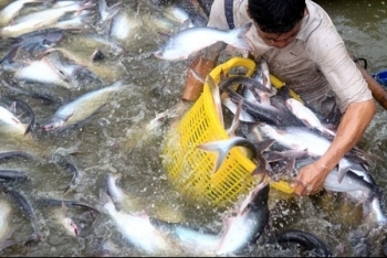 Kim ngạch xuất khẩu cá tra của Navico giảm 25%