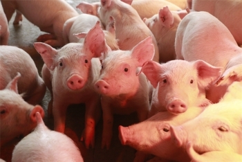 Giá lợn hơi hôm nay 10/5: Miền Nam tiếp tục giảm trên diện rộng