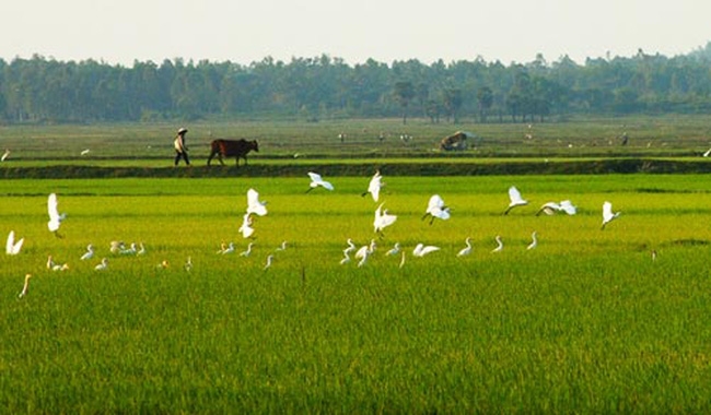 dau gia quyen su dung 161776 m2 dat va cay trong tren dat tai huyen chau thanh tinh hau giang