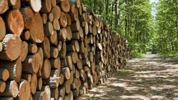 Đấu giá tài sản gỗ rừng trồng tại tỉnh Thừa Thiên Huế