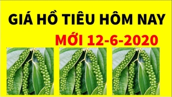 Cập nhật giá hồ tiêu ngày 12/6: Tăng mạnh mẽ