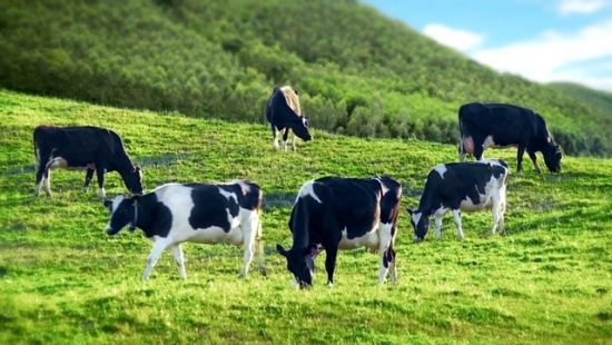 Mộc Châu Milk báo lãi ròng quý II tăng 46%