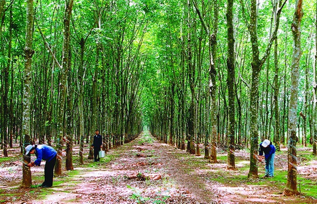 cao su phuoc hoa phr tra co tuc dot 22018 bang tien ty le 5