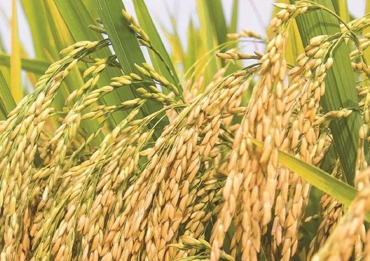 Lộc Trời trả hơn 470 tỷ đồng tiền nợ mua lúa cho nông dân