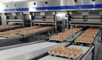 Hòa Phát dẫn đầu sản lượng trứng gà miền Bắc