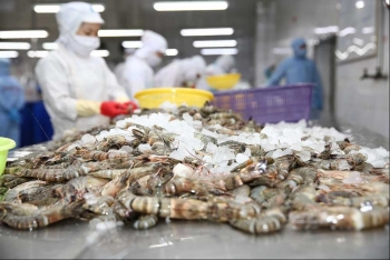 Thủy sản Minh Phú (MPC) báo lãi 9 tháng giảm 36%