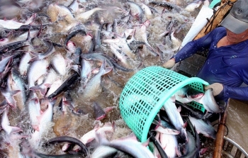 NAVICO: Kim ngạch xuất khẩu cá tra tăng 6% trong 10 tháng/2019