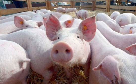 DATC muốn thoái hết 36% vốn tại doanh nghiệp lợn giống