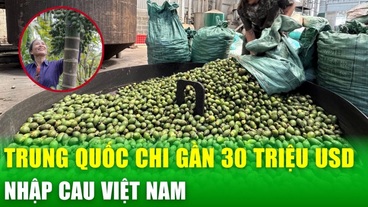 Chi gần 30 triệu USD nhập cau Việt Nam, ngành sản xuất cau Trung Quốc có gì đặc biệt?