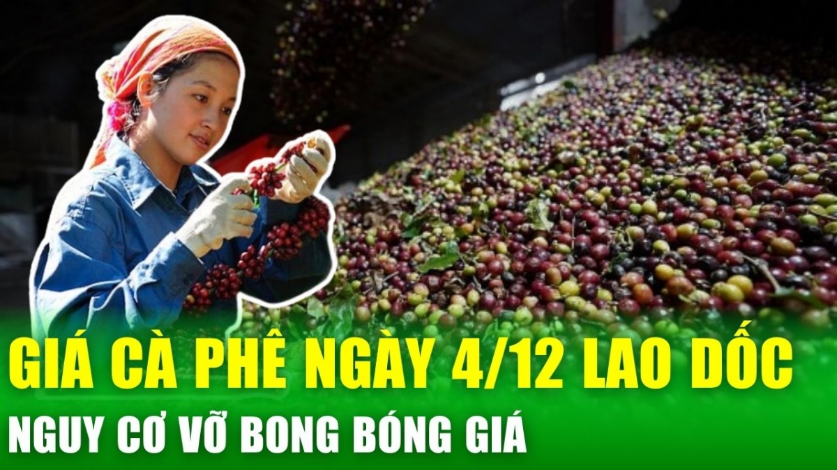 Giá cà phê hôm nay 4/12: Sụt giảm