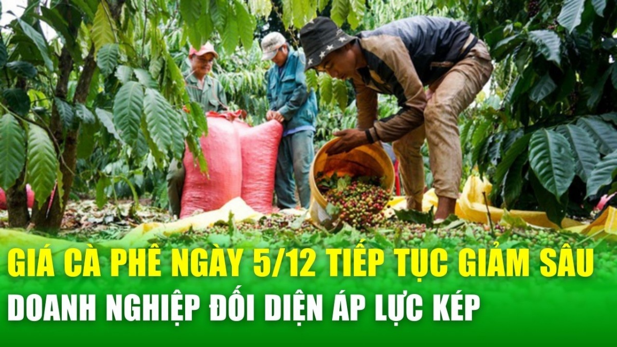 Giá cà phê hôm nay 5/12: Tiếp tục giảm