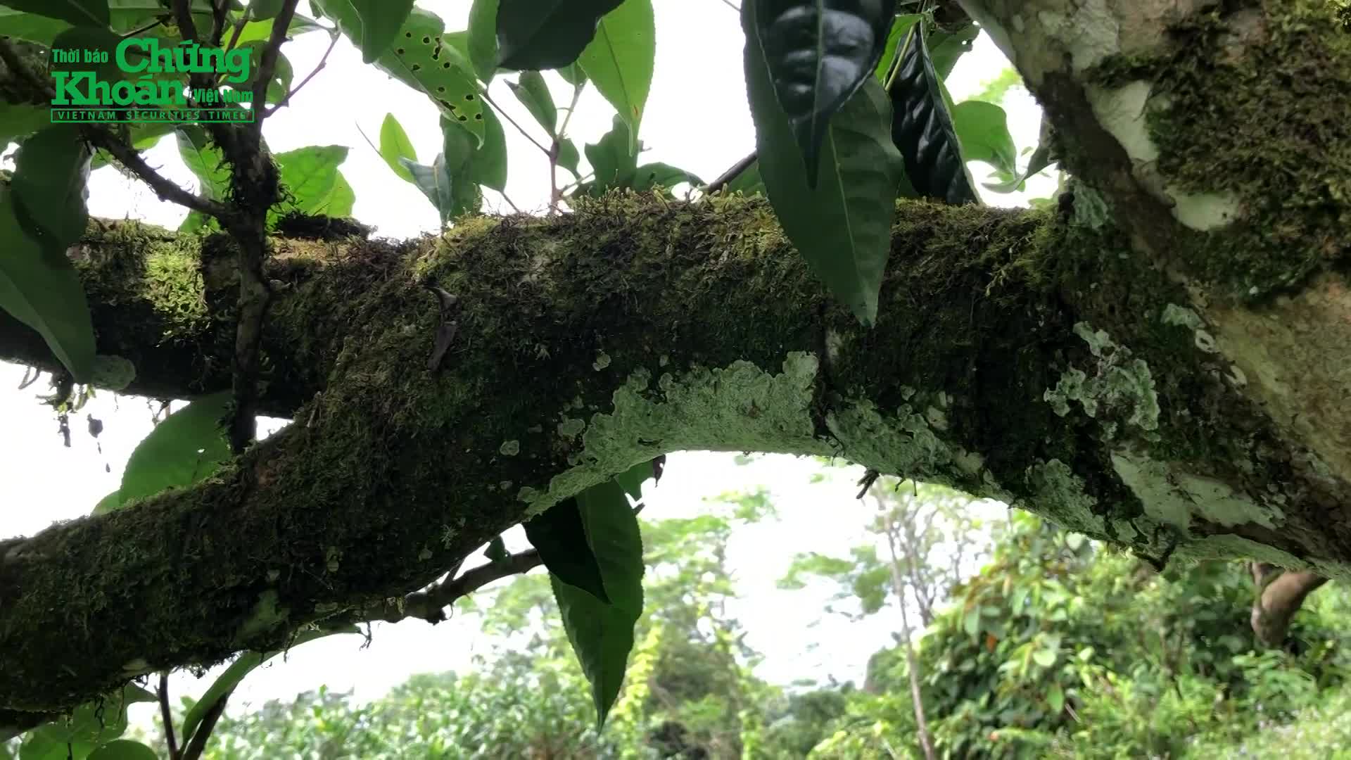 Hà Giang: Cây chè cổ thụ hơn 400 năm và câu chuyện bí ẩn